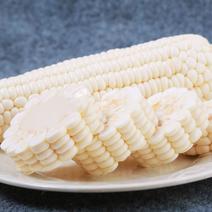 甜糯白玉米非转基因粗粮东北黏玉米棒真空包装新鲜东北玉米中