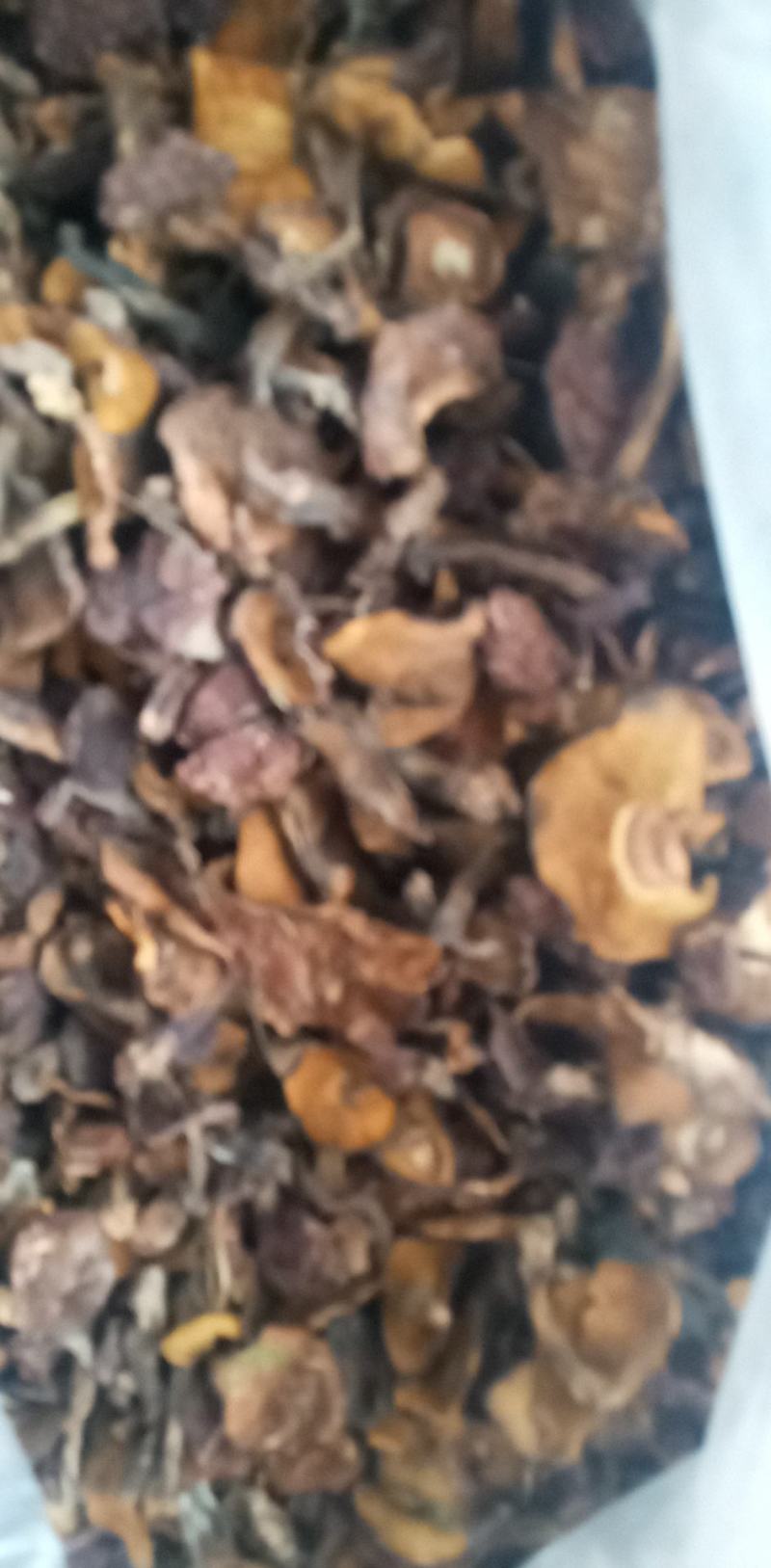 松蘑菇野生菌，美美的松香的味，浓浓的家乡情
