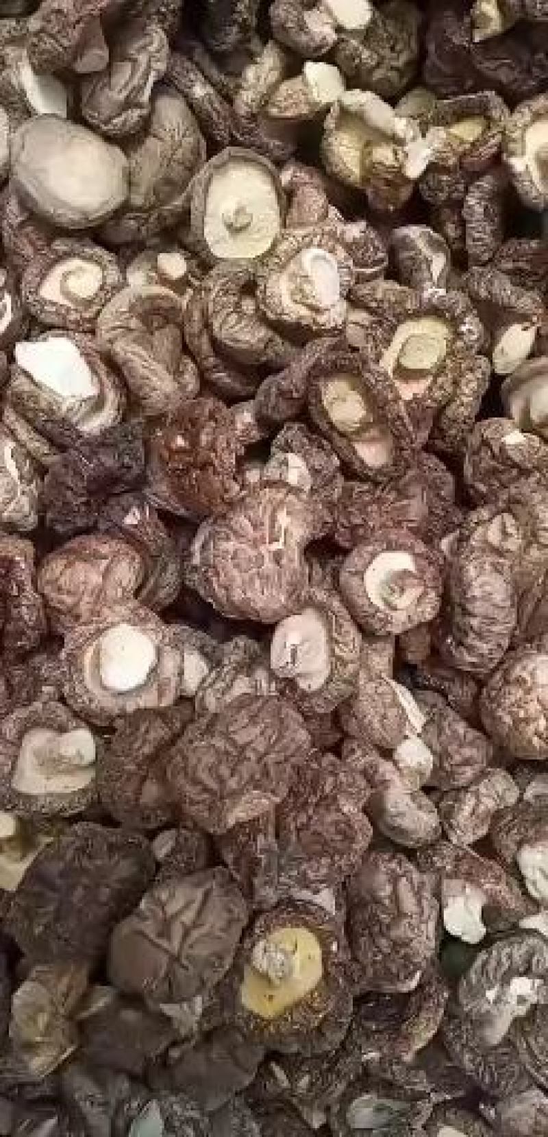 香菇，美味好食材，健康伴你行