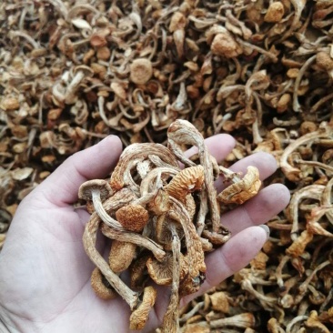滑子菇好食材，浓浓家乡味