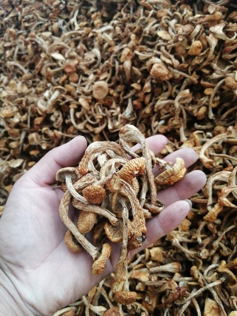 滑子菇好食材，浓浓家乡味