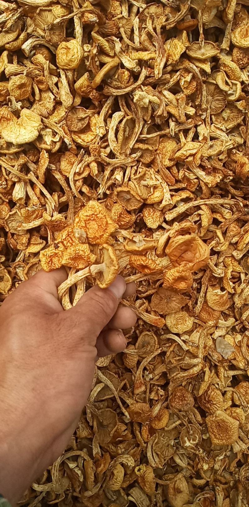 滑子菇好食材，浓浓家乡味