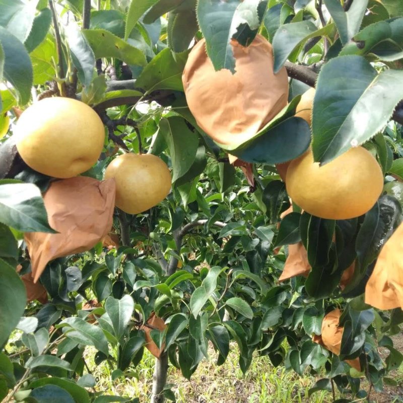 圆黄梨头茬90以上市场货，即将上市。价格美丽。