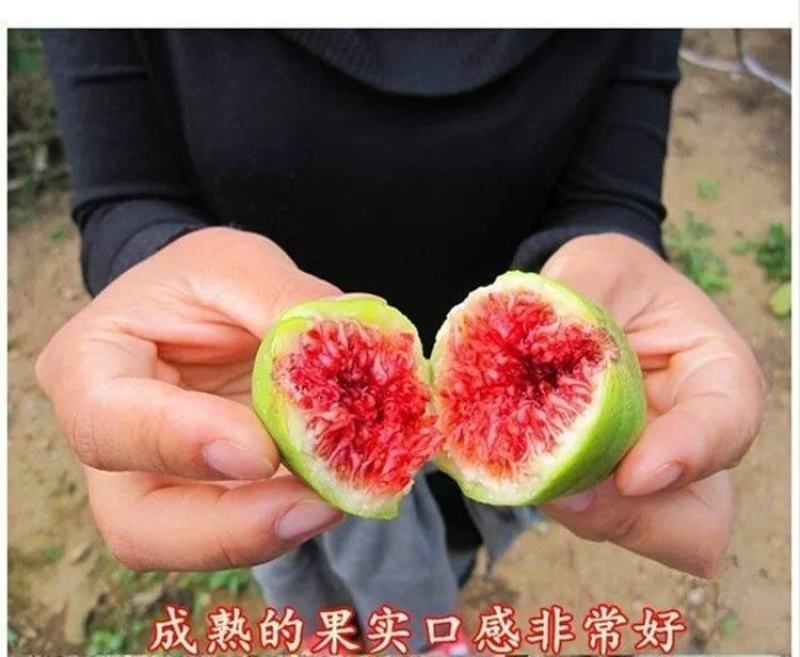无花果树果苗南方北方四季盆栽地栽种植苗当年结果特大波姬红