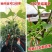 无花果树果苗南方北方四季盆栽地栽种植苗当年结果特大波姬红