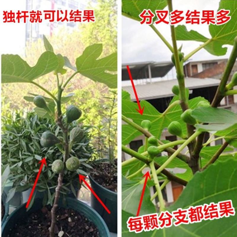 无花果树果苗南方北方四季盆栽地栽种植苗当年结果特大波姬红