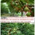 无花果树果苗南方北方四季盆栽地栽种植苗当年结果特大波姬红