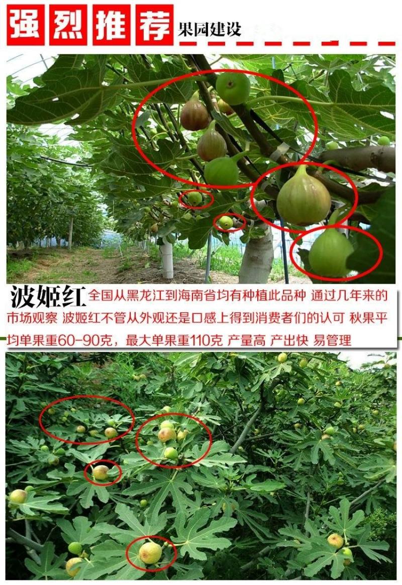无花果树果苗南方北方四季盆栽地栽种植苗当年结果特大波姬红