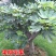 无花果树果苗南方北方四季盆栽地栽种植苗当年结果特大波姬红