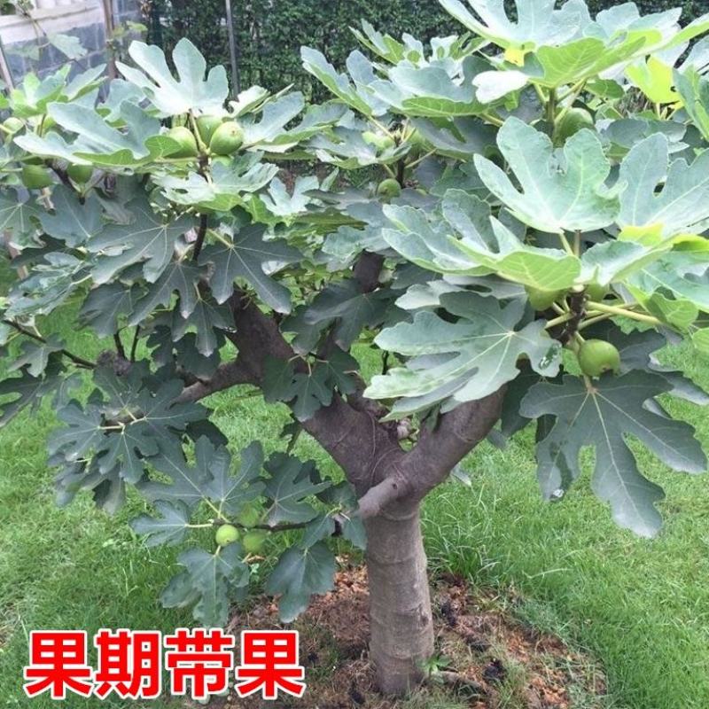 无花果树果苗南方北方四季盆栽地栽种植苗当年结果特大波姬红