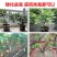 无花果树果苗南方北方四季盆栽地栽种植苗当年结果特大波姬红