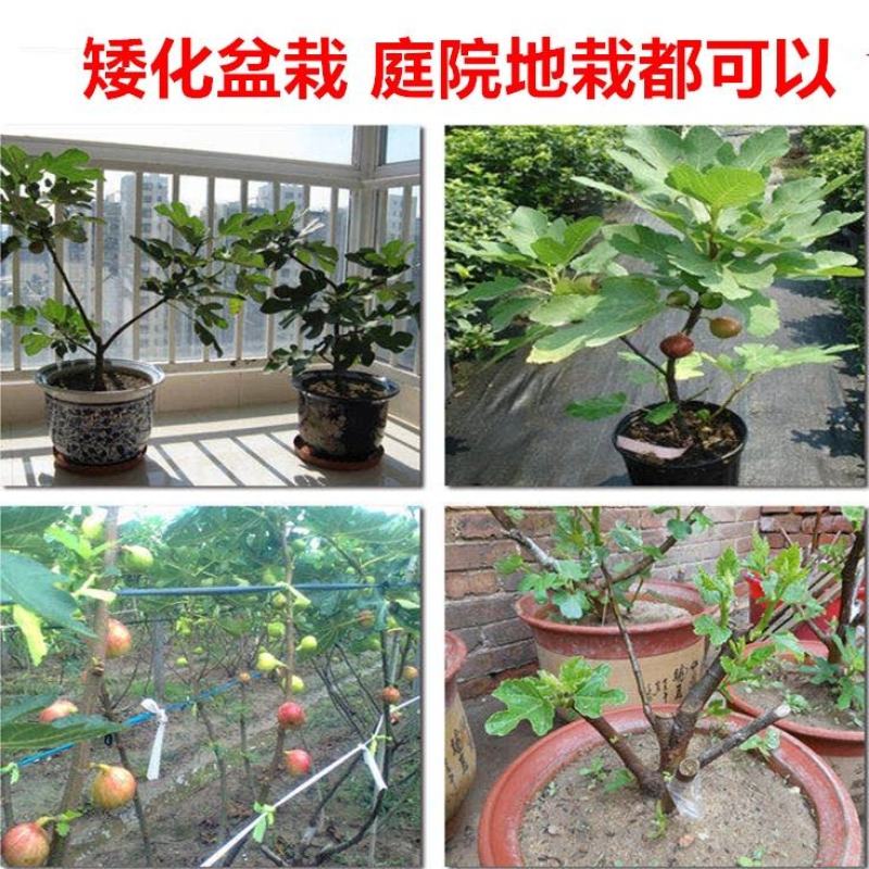 无花果树果苗南方北方四季盆栽地栽种植苗当年结果特大波姬红