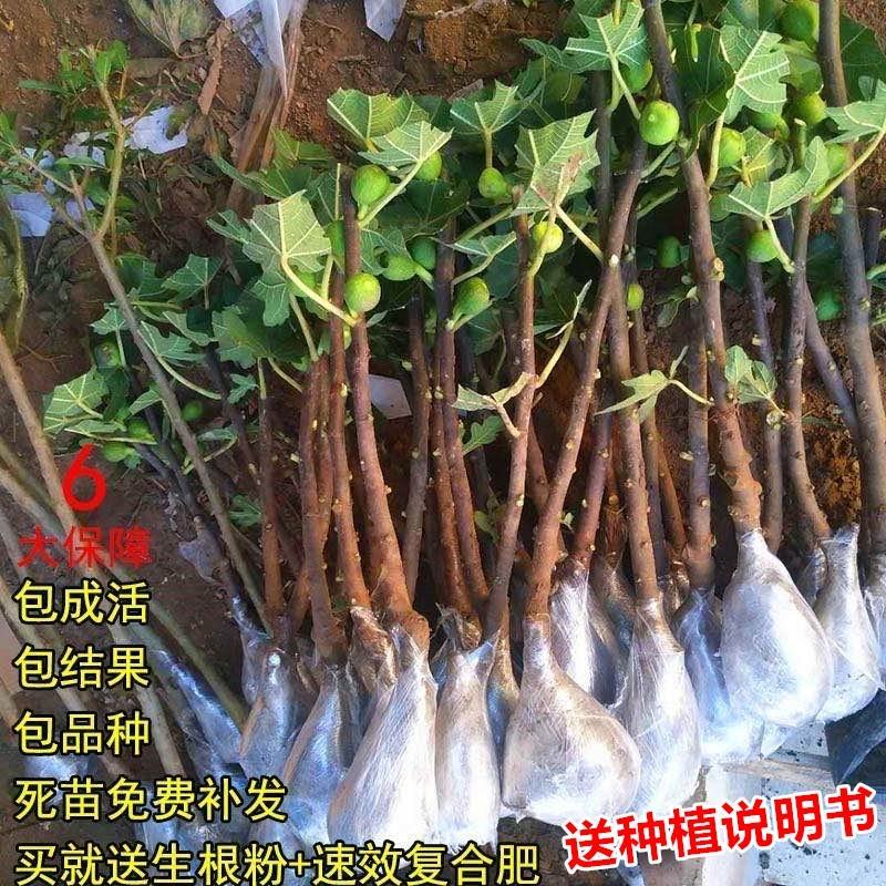 无花果树果苗南方北方四季盆栽地栽种植苗当年结果特大波姬红