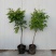 紫藤花树苗爬藤植物庭院围墙四季开花盆栽花苗绿植花卉藤蔓紫