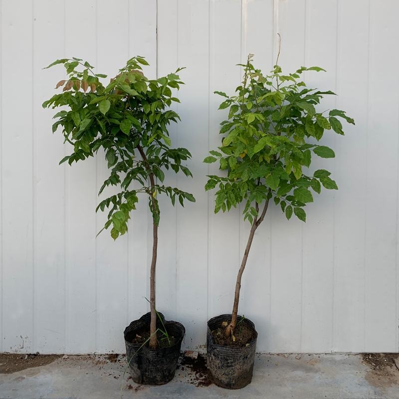 紫藤花树苗爬藤植物庭院围墙四季开花盆栽花苗绿植花卉藤蔓紫
