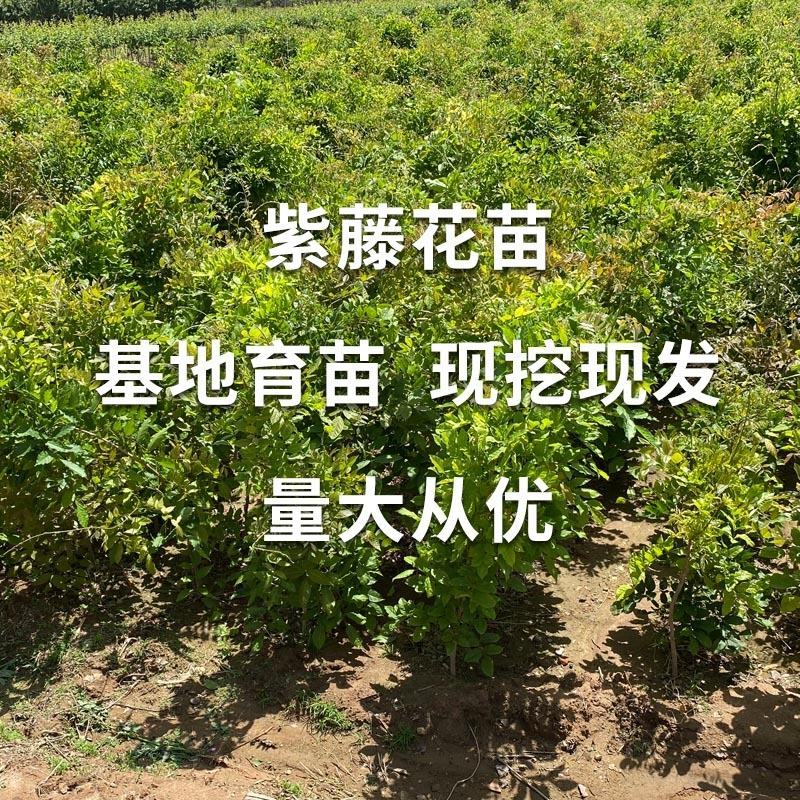 紫藤花树苗爬藤植物庭院围墙四季开花盆栽花苗绿植花卉藤蔓紫