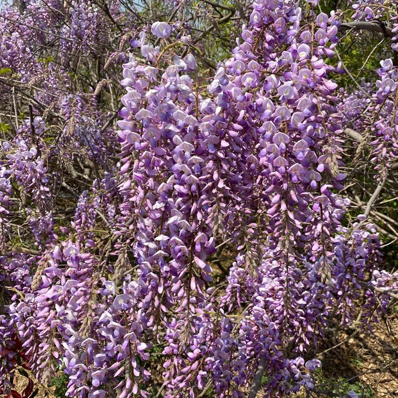 紫藤花树苗爬藤植物庭院围墙四季开花盆栽花苗绿植花卉藤蔓紫