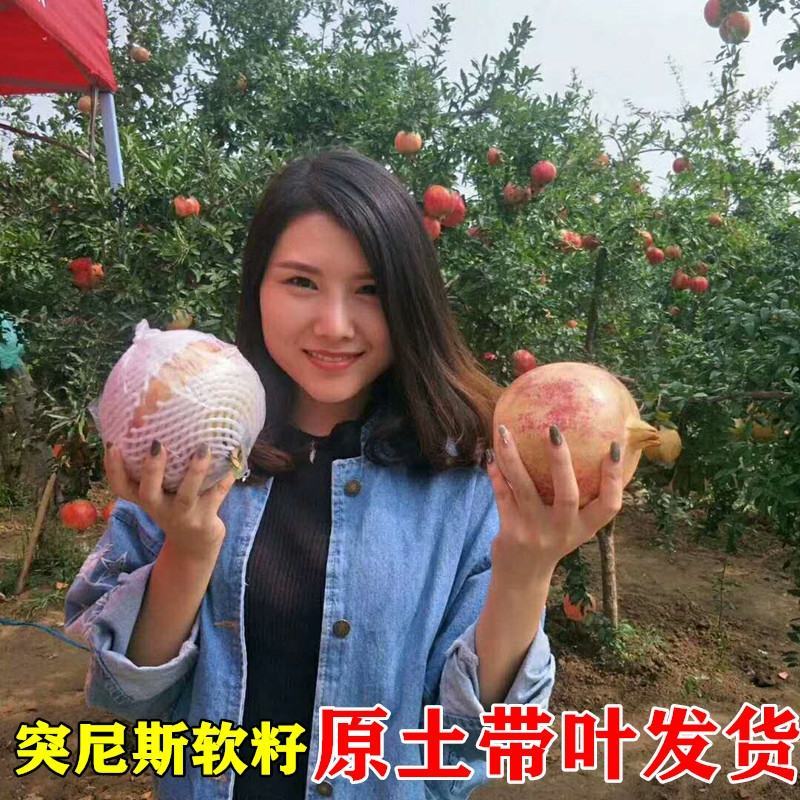 石榴树树苗突尼斯软籽盆栽地栽当年结果室内庭院特大甜石榴树