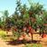 石榴树树苗突尼斯软籽盆栽地栽当年结果室内庭院特大甜石榴树