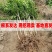 石榴树树苗突尼斯软籽盆栽地栽当年结果室内庭院特大甜石榴树