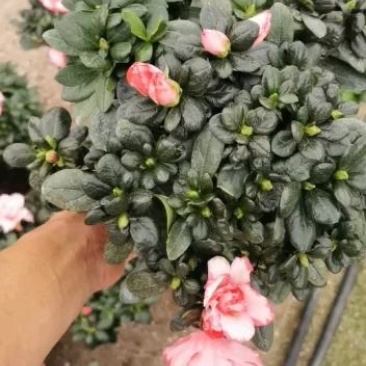 双色杜鹃梅红和樱桃红四季开花盆栽