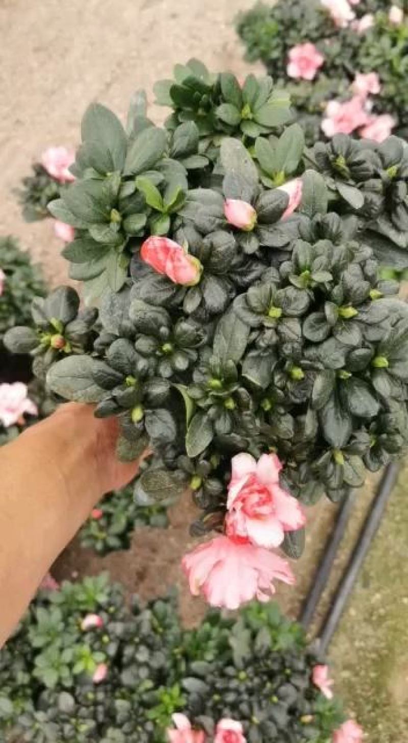 双色杜鹃梅红和樱桃红四季开花盆栽