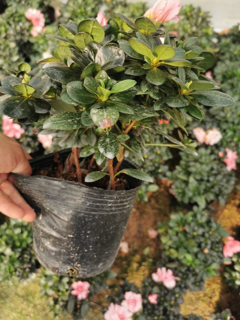 双色杜鹃梅红和樱桃红四季开花盆栽