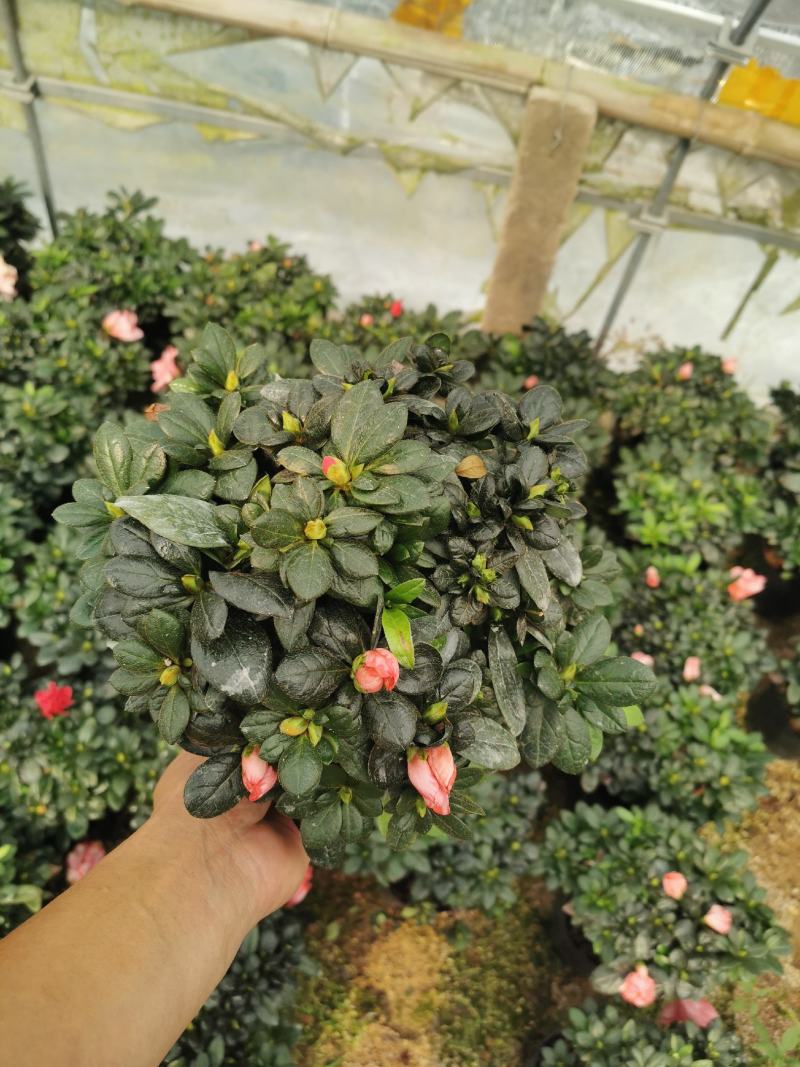 双色杜鹃梅红和樱桃红四季开花盆栽