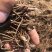 【精品】朱砂点苍术种苗，贵龙苗圃直售，基地种植，量大从优