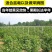 种苗黑树莓树黑树莓苗覆盆子双季红树莓南方各种水果果苗种植