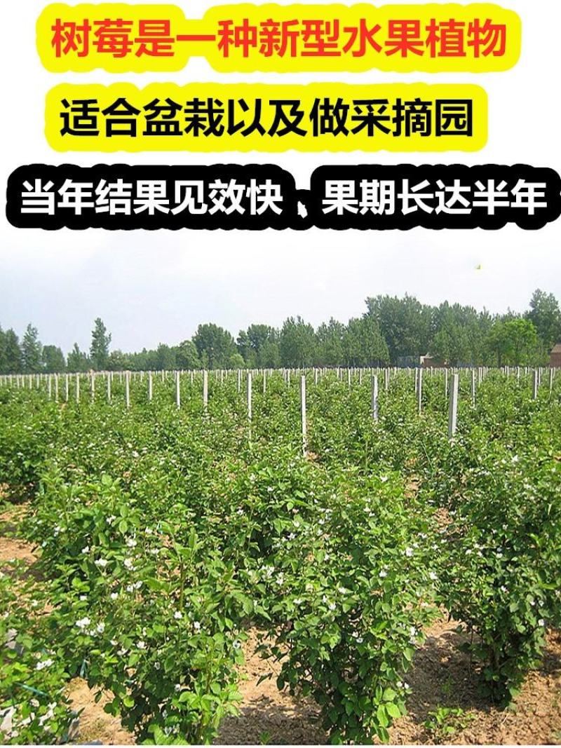 种苗黑树莓树黑树莓苗覆盆子双季红树莓南方各种水果果苗种植
