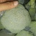 西兰花常年供应各各品种西兰花