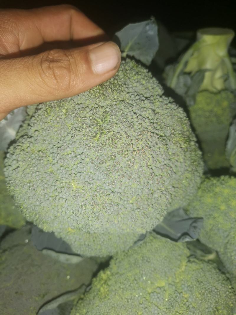 西兰花常年供应各各品种西兰花