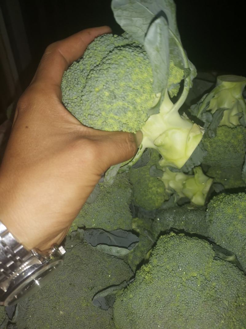 西兰花常年供应各各品种西兰花