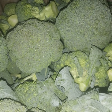 西兰花常年供应各各品种西兰花