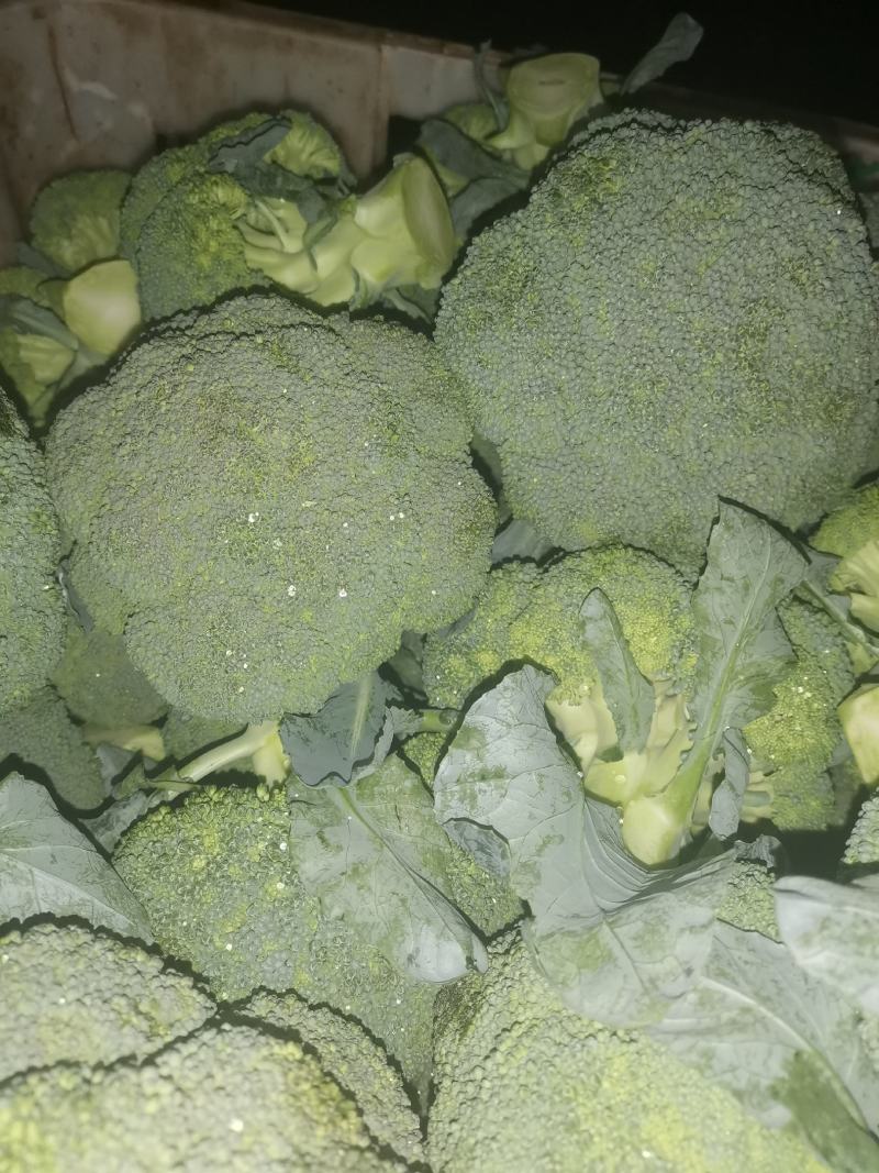 西兰花常年供应各各品种西兰花