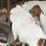 自家繁育波尔山羊200只，羊羔怀孕母羊种公羊