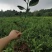 明日见苗地苗裸苗、明日见杯苗、阿思蜜苗（香橙枳壳红桔砧）