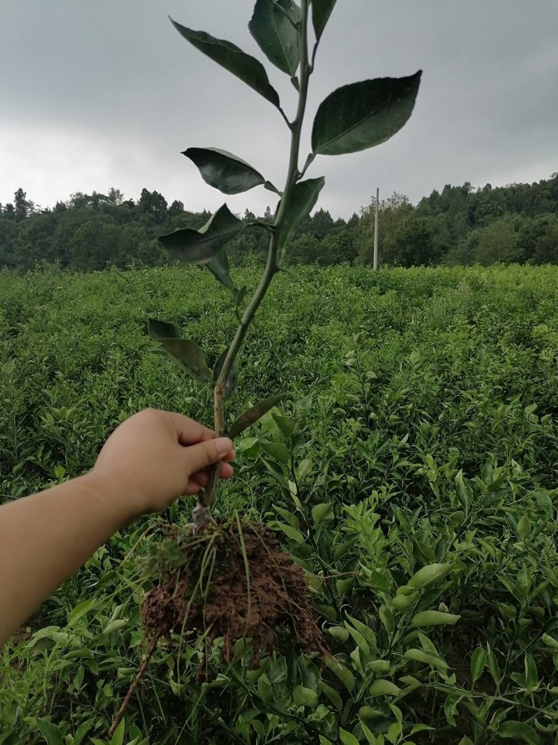 明日见苗地苗裸苗、明日见杯苗、阿思蜜苗（香橙枳壳红桔砧）