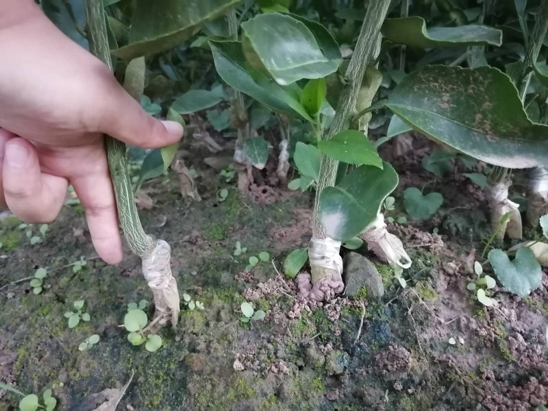 明日见苗地苗裸苗、明日见杯苗、阿思蜜苗（香橙枳壳红桔砧）