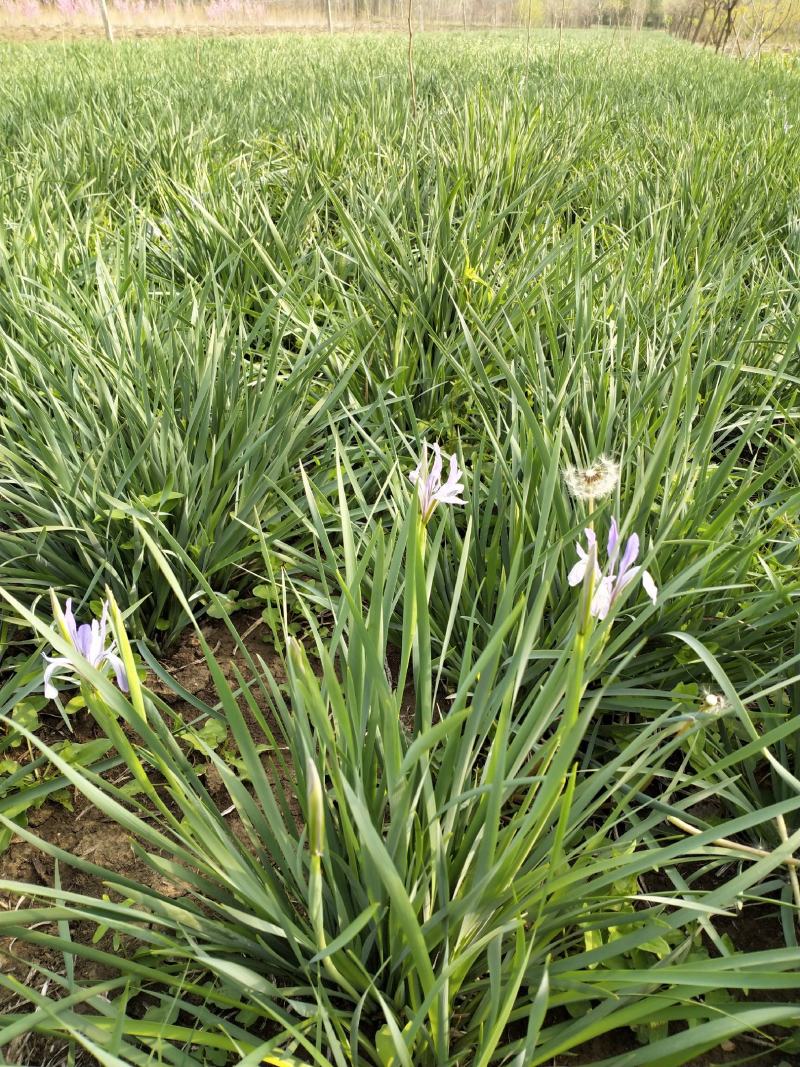 宿迁宿根花卉基地出售马藺，马藺花基地直供，货源充足