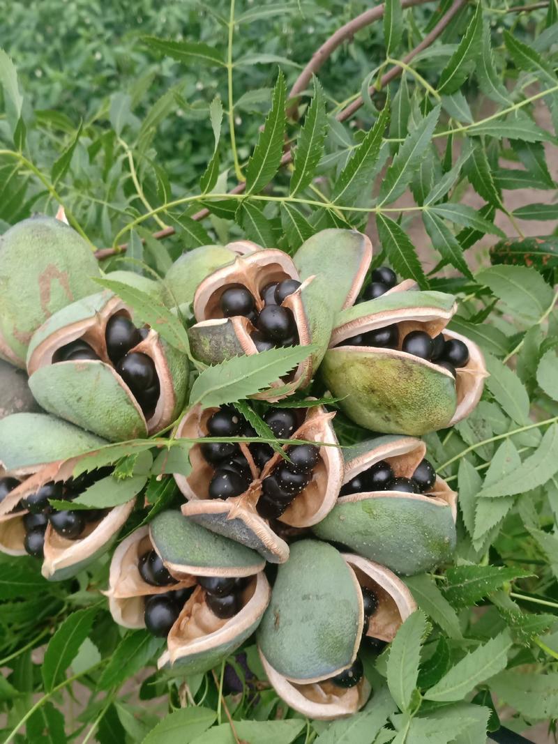 文冠果种籽产新东北文冠果抗寒抗旱品种油料作物