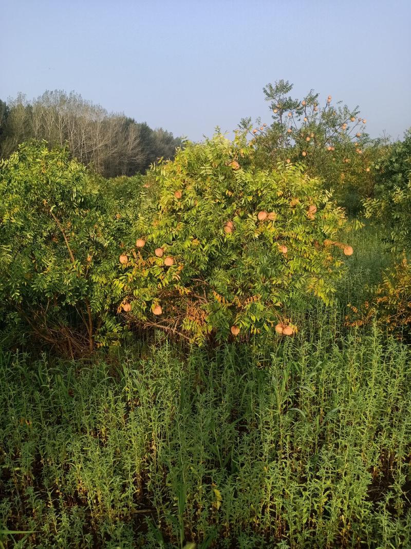 文冠果种籽产新东北文冠果抗寒抗旱品种油料作物