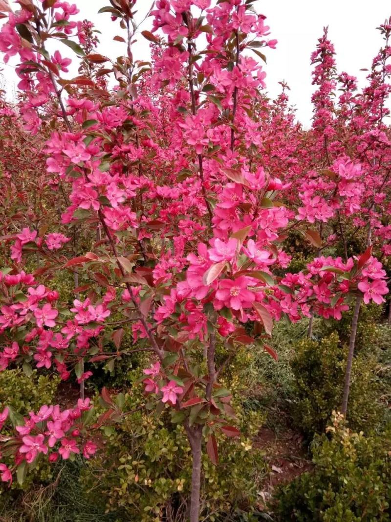 沭阳常年低价直供绚丽海棠，海棠规格齐全，树形优美