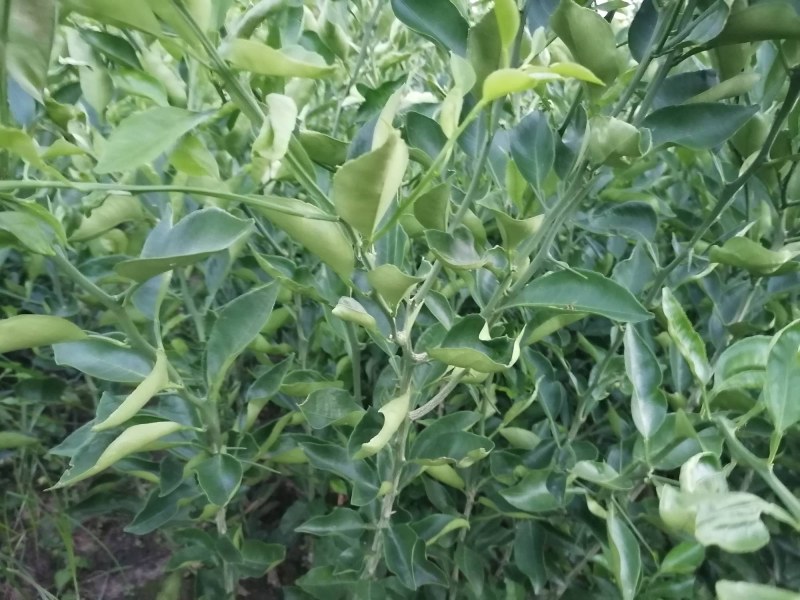 明日见苗地苗裸苗、明日见杯苗、阿思蜜苗（香橙枳壳红桔砧）