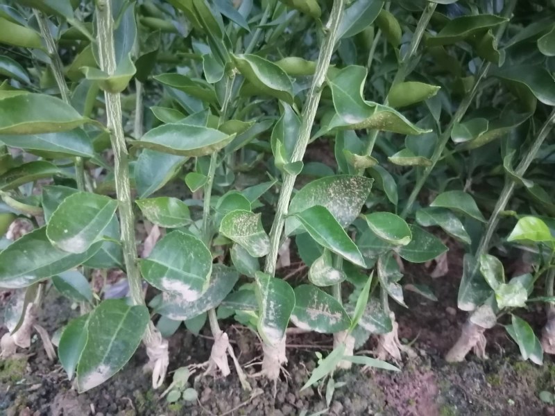 明日见苗地苗裸苗、明日见杯苗、阿思蜜苗（香橙枳壳红桔砧）