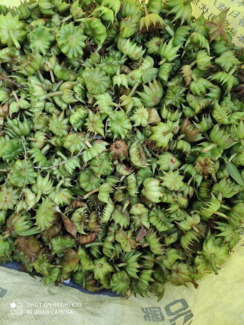 大凉山药用八角苗大量供应