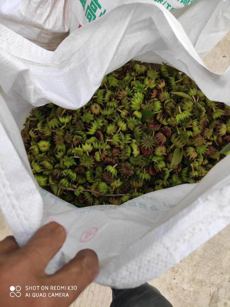 大凉山药用八角苗大量供应