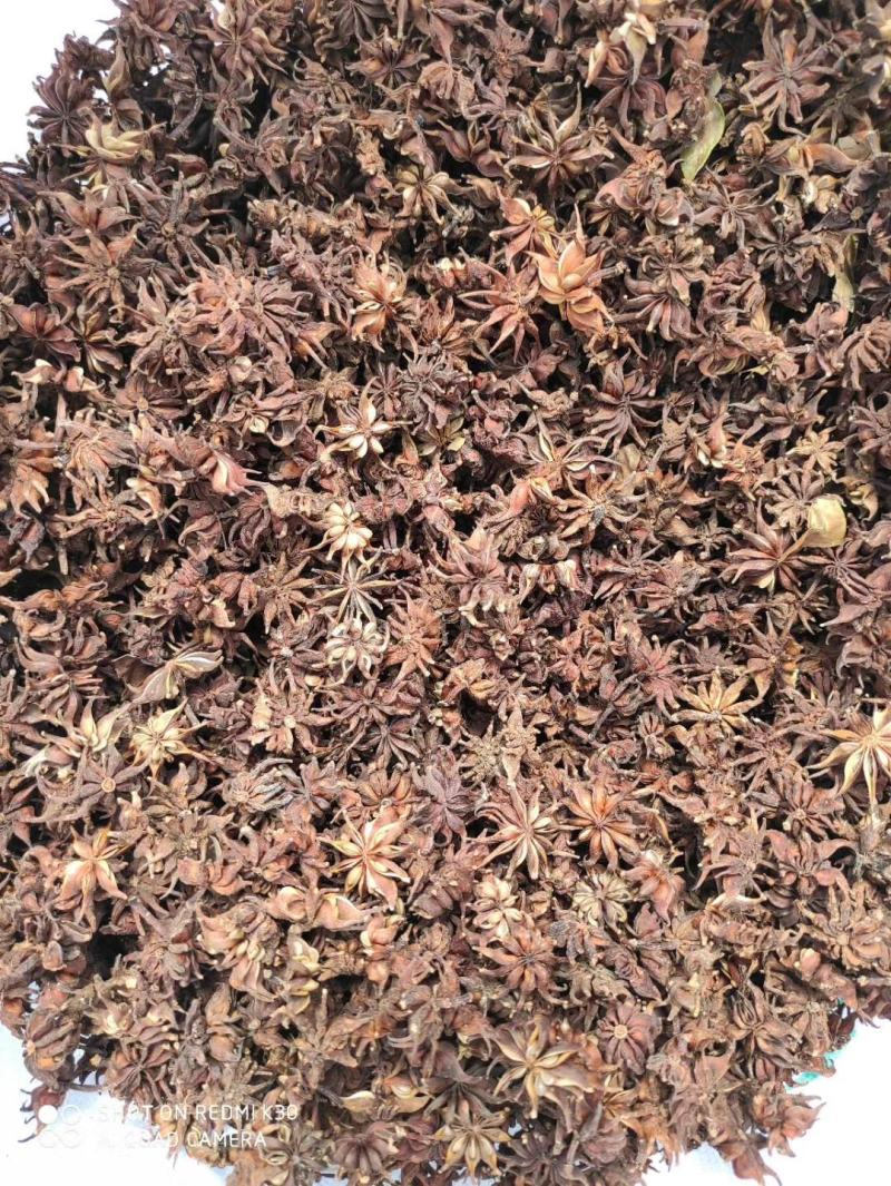大凉山药用八角苗大量供应