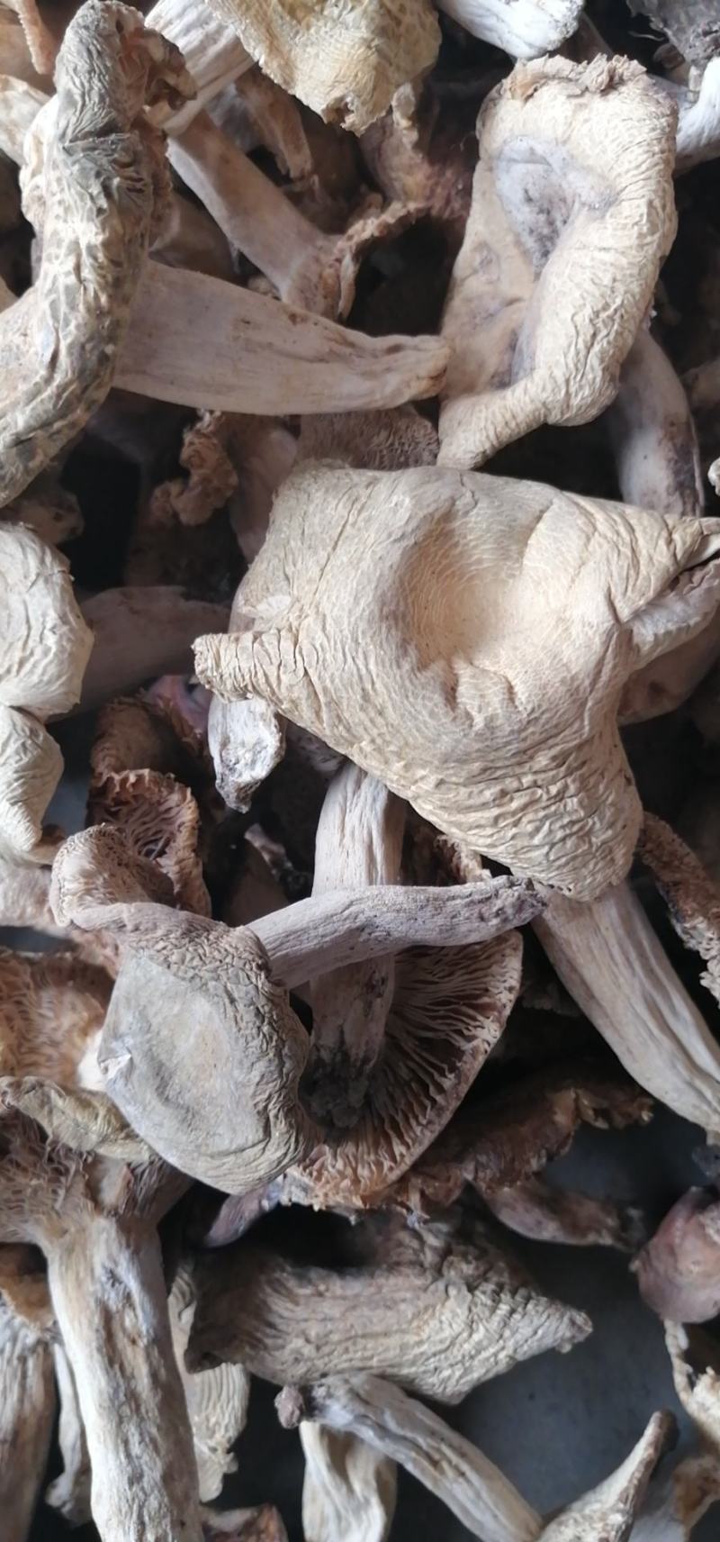 红菇，各种规格，各种价位都有，产地直供价格便宜全国包邮。